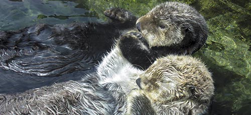 Did you know that sea otters hold hands when they sleep to keep from drifting apart