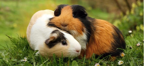 In Switzerland it is illegal to own just one guinea pig (as they get lonely).