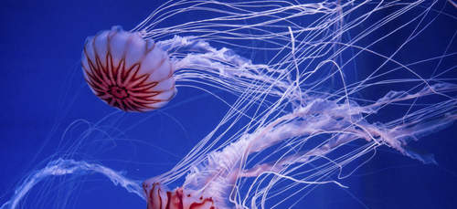 Aproximadamente el 95 % del cuerpo de las medusas está compuesto por agua.